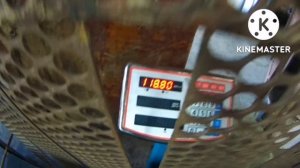 524‼️Вес свиньи породы пьетрен макстер в 5 месяцев‼️