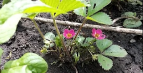 Обзор земляники «Руяна», «ананасная Рейнботу», «Рюген» и «Белоснежка»