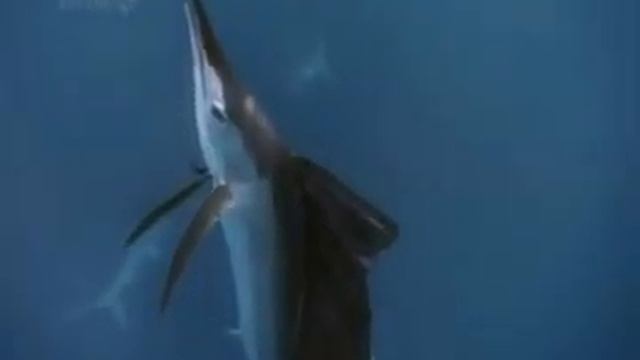 Летающие рыбы существуют! смотреть онлайн