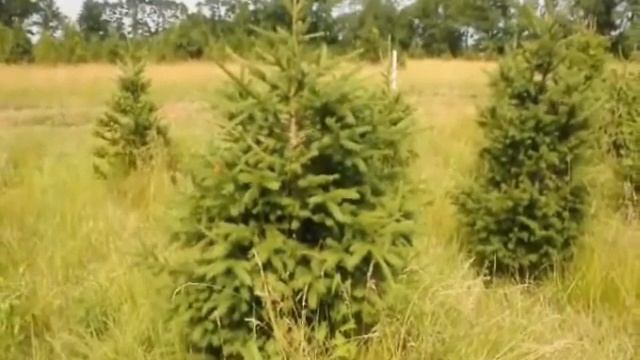 KM Skips Laurels We Are Selling смотреть онлайн