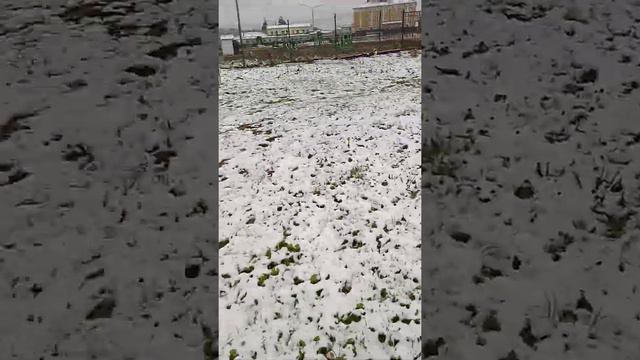 Это я утром выхожу на улицу и там снег😂😂 смотреть онлайн