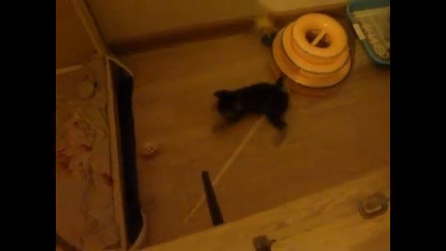 очень скользкий пол шарик и сестринская забота 2017 04 13