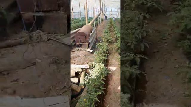 Томат Пинк-Буш . Формирование кустов смотреть онлайн