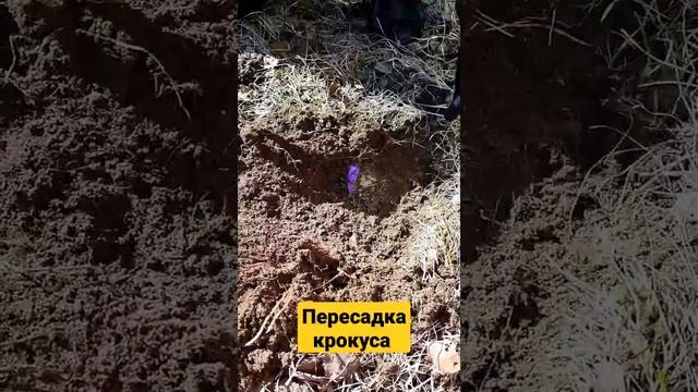 Пересадка крокуса весной #дача#моядача#дачныйдневник #дачасадогород смотреть онлайн