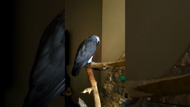 Ժակո թութակ jako parrot. Жако попугай. смотреть онлайн