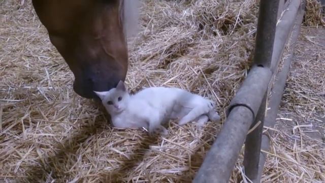 Нежные чувства у лошади и котэ смотреть онлайн