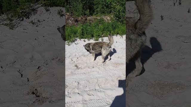 Собакен и пауты. смотреть онлайн