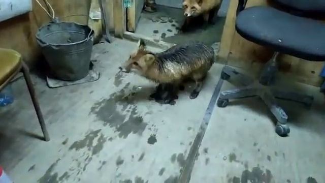 Лисы добрый друг для человека но трусливый немножко смотреть онлайн