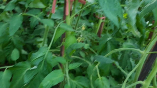 Что за болезнь на томатах? Полезно для начинающих огородников. смотреть онлайн