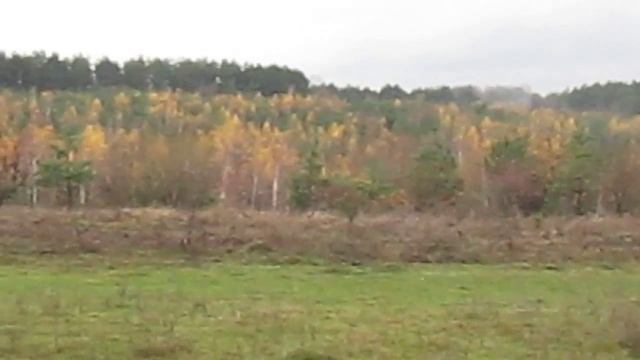 сосны & березовая роща смотреть онлайн
