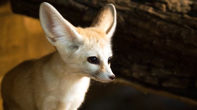 Fennec Fox is a Nocturnal Animal – Top Interesting Facts and Info смотреть онлайн