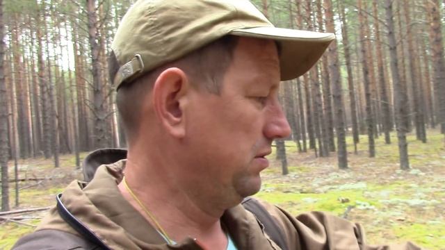 КАК В СКАЗКЕ, ВСЮДУ белые ГРИБЫ! МОРЕ БЕЛЫХ ГРИБОВ. Грибы. Белые грибы 2020. Боровой белый гриб. смотреть онлайн