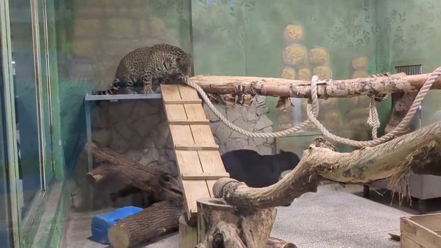 EvaVarya | поход в зоопарк Екатеринбург | trip to the zoo #tiktok #дети #viral #zoo смотреть онлайн