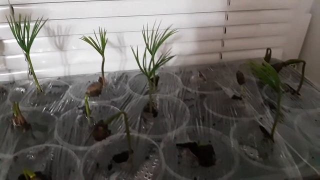 Выращивание Сосны кедровой корейской смотреть онлайн