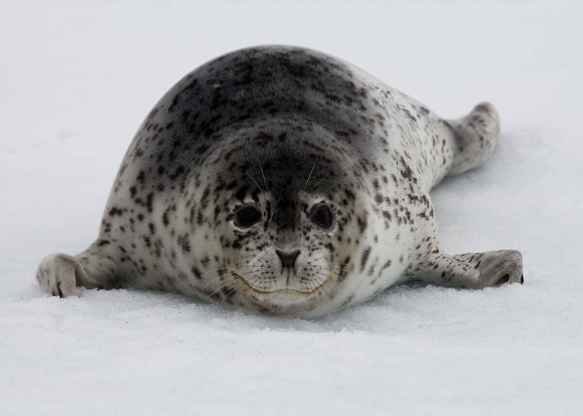 морской леопард морской леопард видео leopard seal морской леопард факты смотреть онлайн