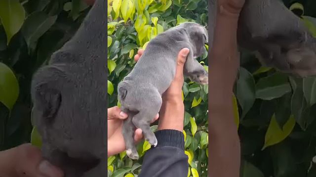 French bulldog female pup for sale in a very cheap price смотреть онлайн