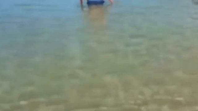 Морской лев на пляже ловит рыбу смотреть онлайн