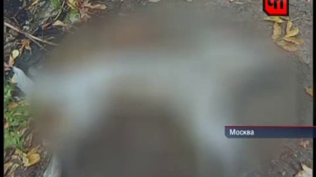 К кому пришли зоофилки? смотреть онлайн