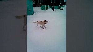 Собака с котом в зубах