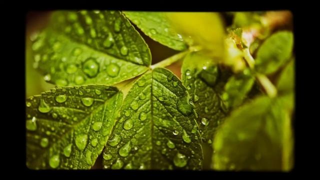 Уильям Шекспир - А ты невинна, как сама весна - Сонет 70 смотреть онлайн