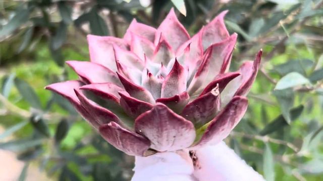 Echeveria Pink Molly смотреть онлайн
