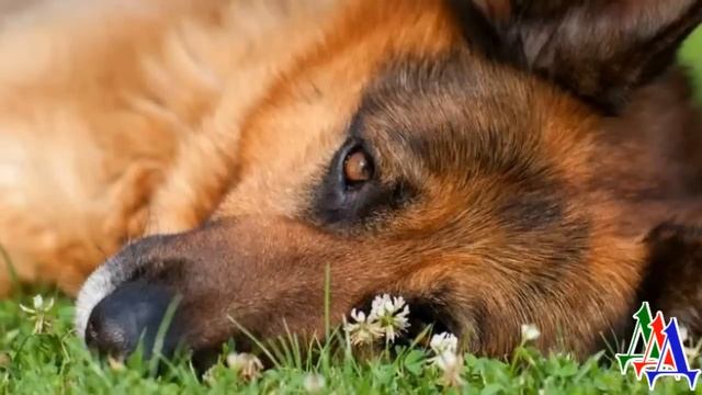 - Уходи, Ральф! – ПЁС ткнулся носом в раненого сержанта и, громко лая, побежал за помощью