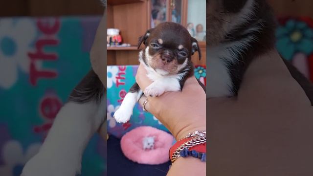 Мелек шоколад триколор продажа чихуахуа питомник Кастропуло Крым+79787458062 viber WhatsApp telegra смотреть онлайн