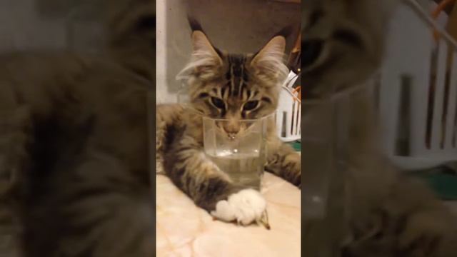 Пятимесячный кун пьет воду. смотреть онлайн