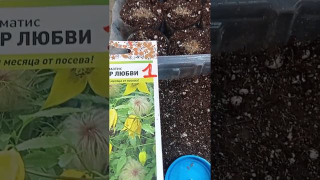 Клематис сею в октябре🍀 смотреть онлайн