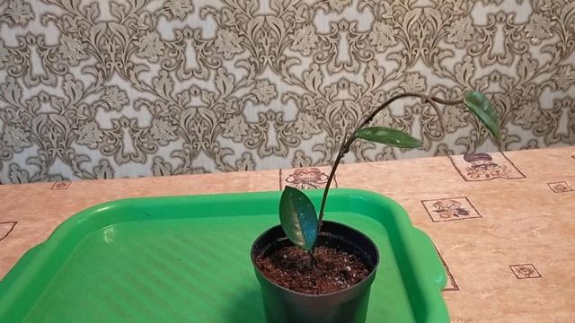 Хойя. Уход после посадки черенка. Размножение. смотреть онлайн
