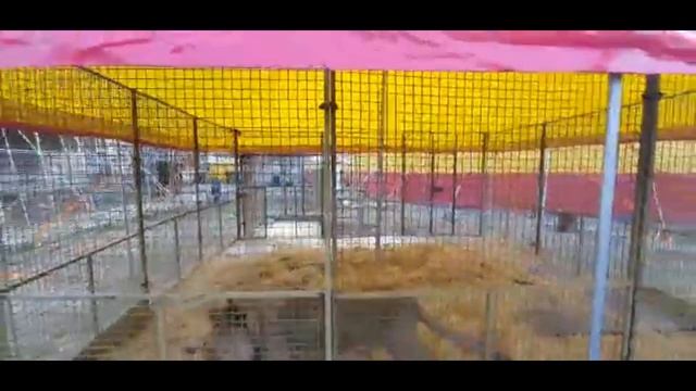 Грому построили настоящий зимний дворец! смотреть онлайн