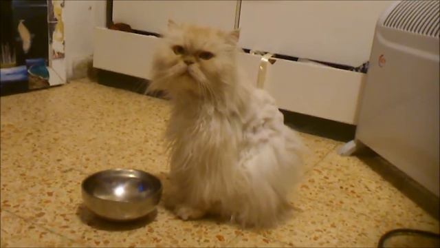 Бяша просит кушать :) смотреть онлайн