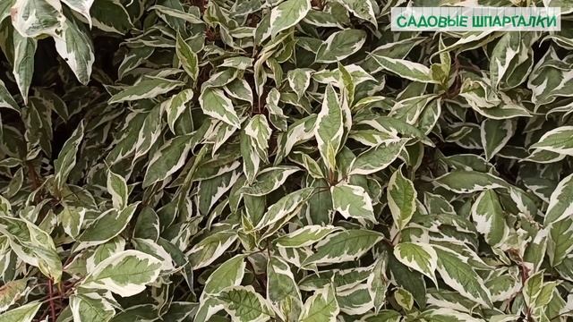 Вопрос-ответ: дерен потемнел - что с дереном?! смотреть онлайн