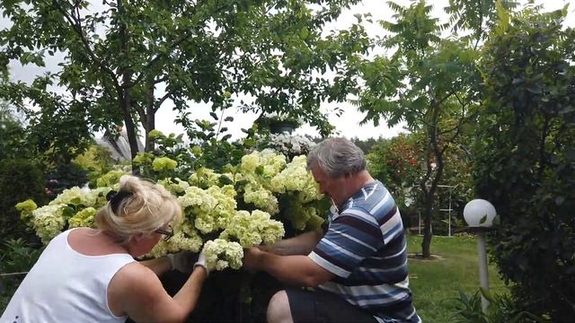 Приводим в порядок сад после ливней. Подкормка гортензий. Обработка роз от болезней и трипсов. смотреть онлайн