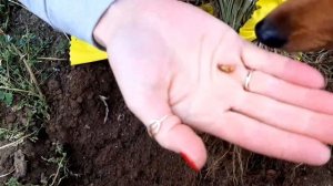 ЗЕМЛЯНОЙ ОРЕХ ЧУФА, вкусная новинка! опыт и советы по посадке, выращиванию и уходу от Ани