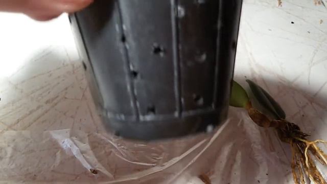 ПЕРЕСАДКА БУЛЬБОФИЛЛУМ FROSTI смотреть онлайн
