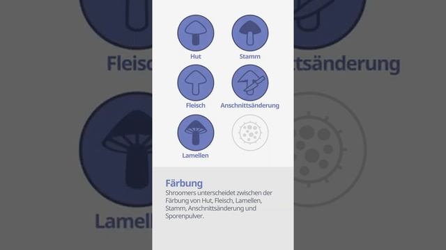 Keulenstieliger Garten-Safranschirmling (Chlorophyllum rachodes) | Färbung | Praktisches Kurzprofil смотреть онлайн