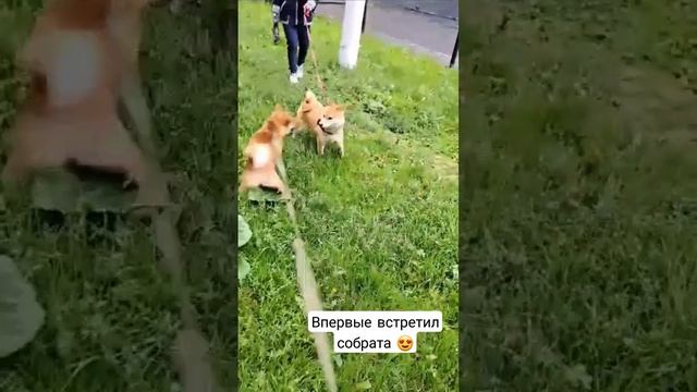 Щенок Сиба-ину впервые встретил взрослую сибу! ? #shibainu #shiba #сиба #сибаину #собакиулыбаки смотреть онлайн