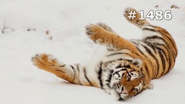 #1486. Тигры (В мире животных) смотреть онлайн