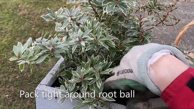 Little Heath Pieris, Planted In Container March 17 смотреть онлайн