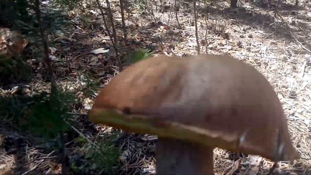 Белый гриб Боровик Генерал среди грибов Тихая охота