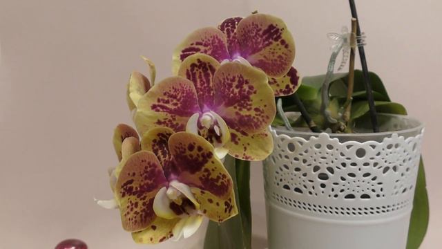 Мой орхидейный год: всё о любимых орхидеях