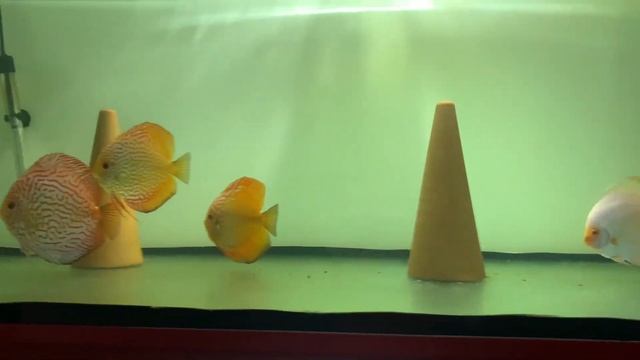 Дискусы и свет!