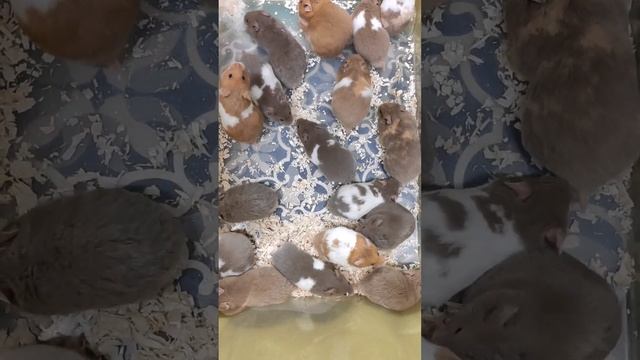 Сирийские Хомячата Чудесные XXXL смотреть онлайн
