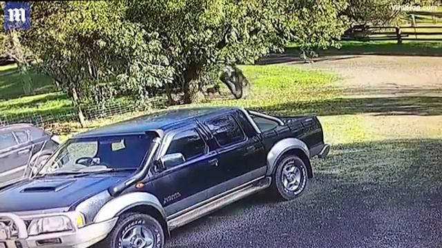 Сотни злых кенгуру держат в страхе жителей курортного города Маарума в Австралии.