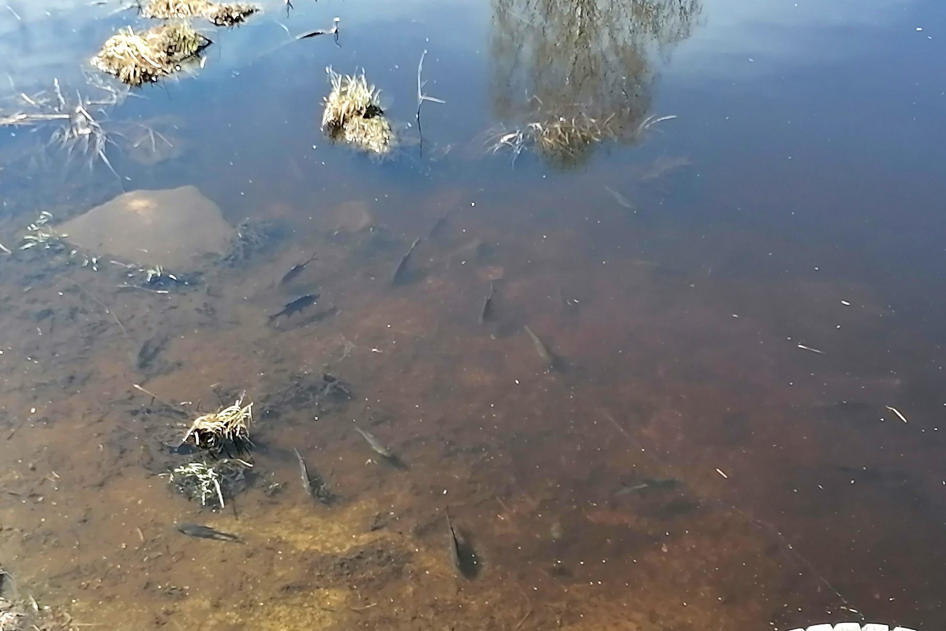 Половодье. Море рыбы, но питаться не желает смотреть онлайн