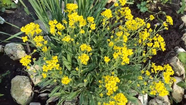 ЦВЕТЕНИЕ ТОЛЬКО НА ВТОРОЙ ГОД. КАКИЕ ЦВЕТЫ МОЖНО НЕ САЖАТЬ НА РАССАДУ. смотреть онлайн