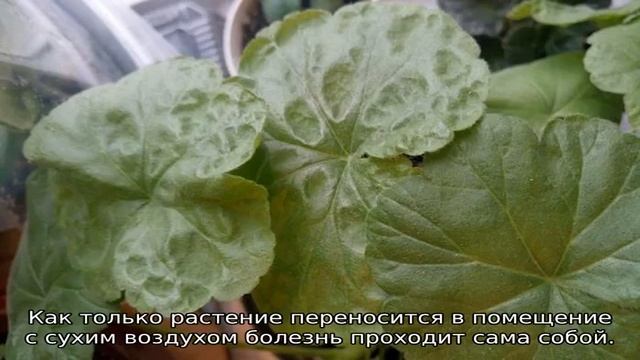 Болезни пеларгонии смотреть онлайн