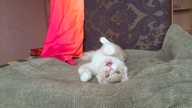 VID 20160318 1311501 смотреть онлайн