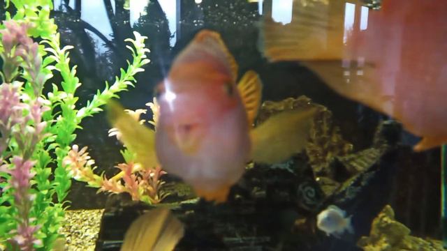 Уголок природы в городских джунглях смотреть онлайн